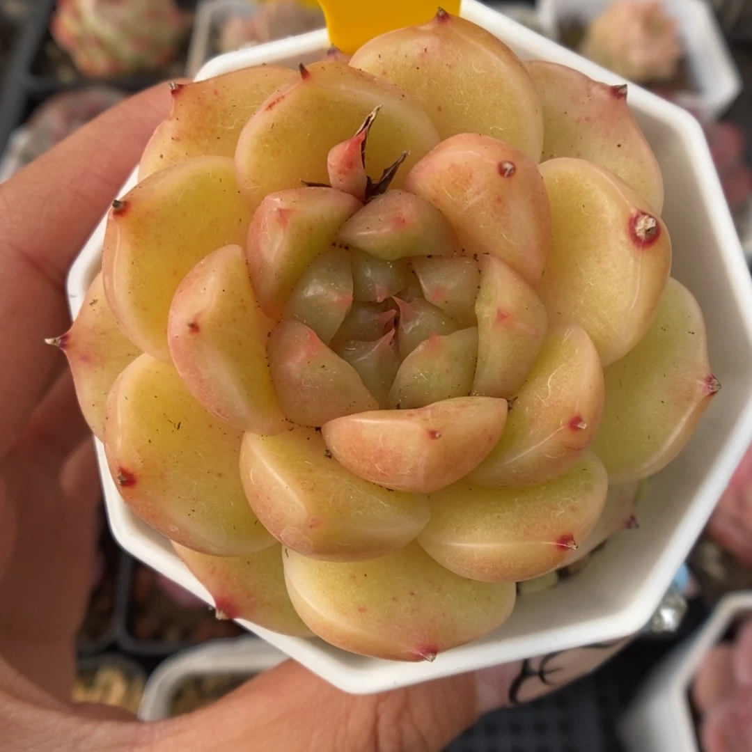 流光麦秆可拍342号。