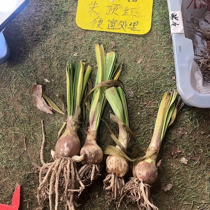 完全开放3.5-4厘米左右海潮之声