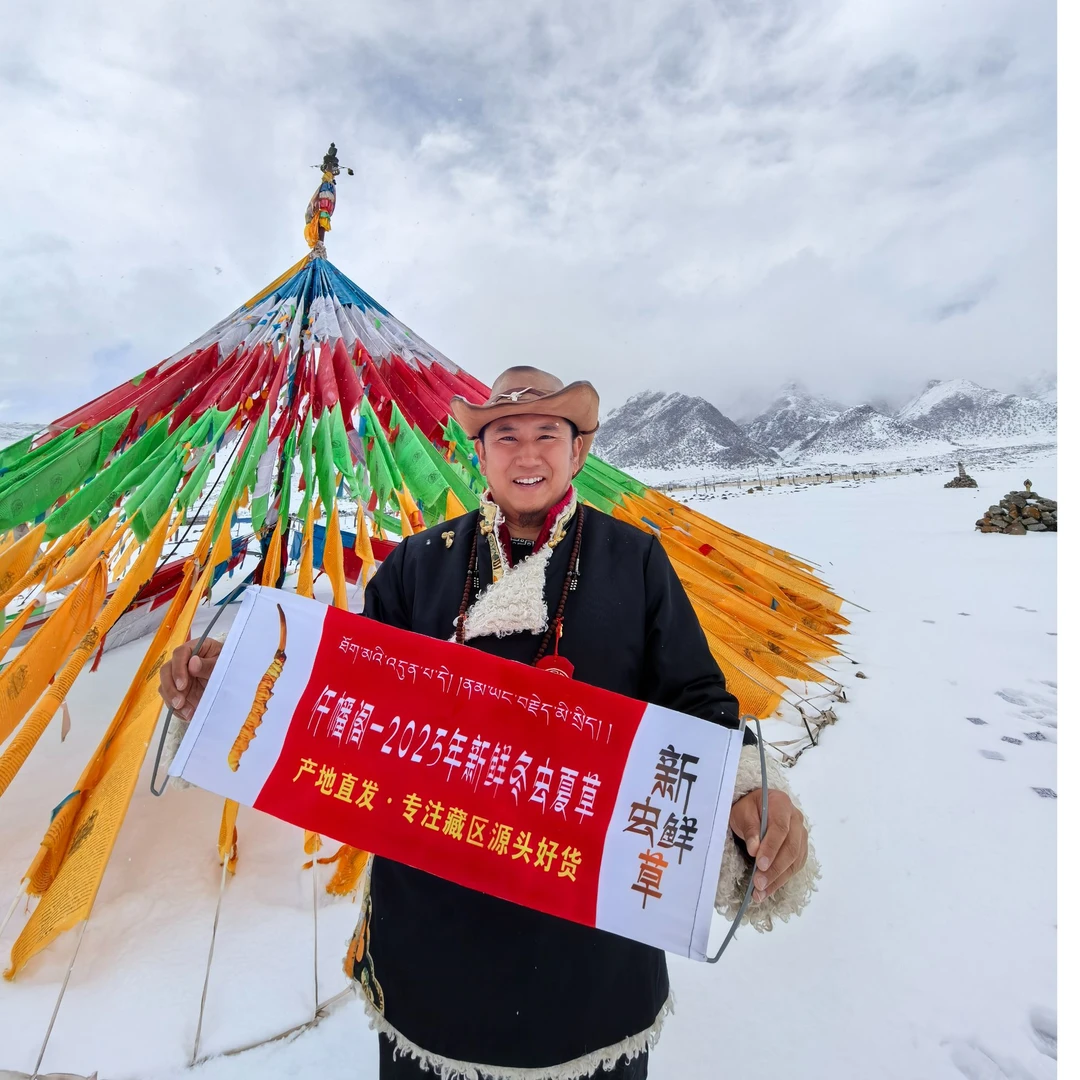 【100】新鲜冬虫夏草当天鲜虫草滋补养生顺丰空运冷链包邮