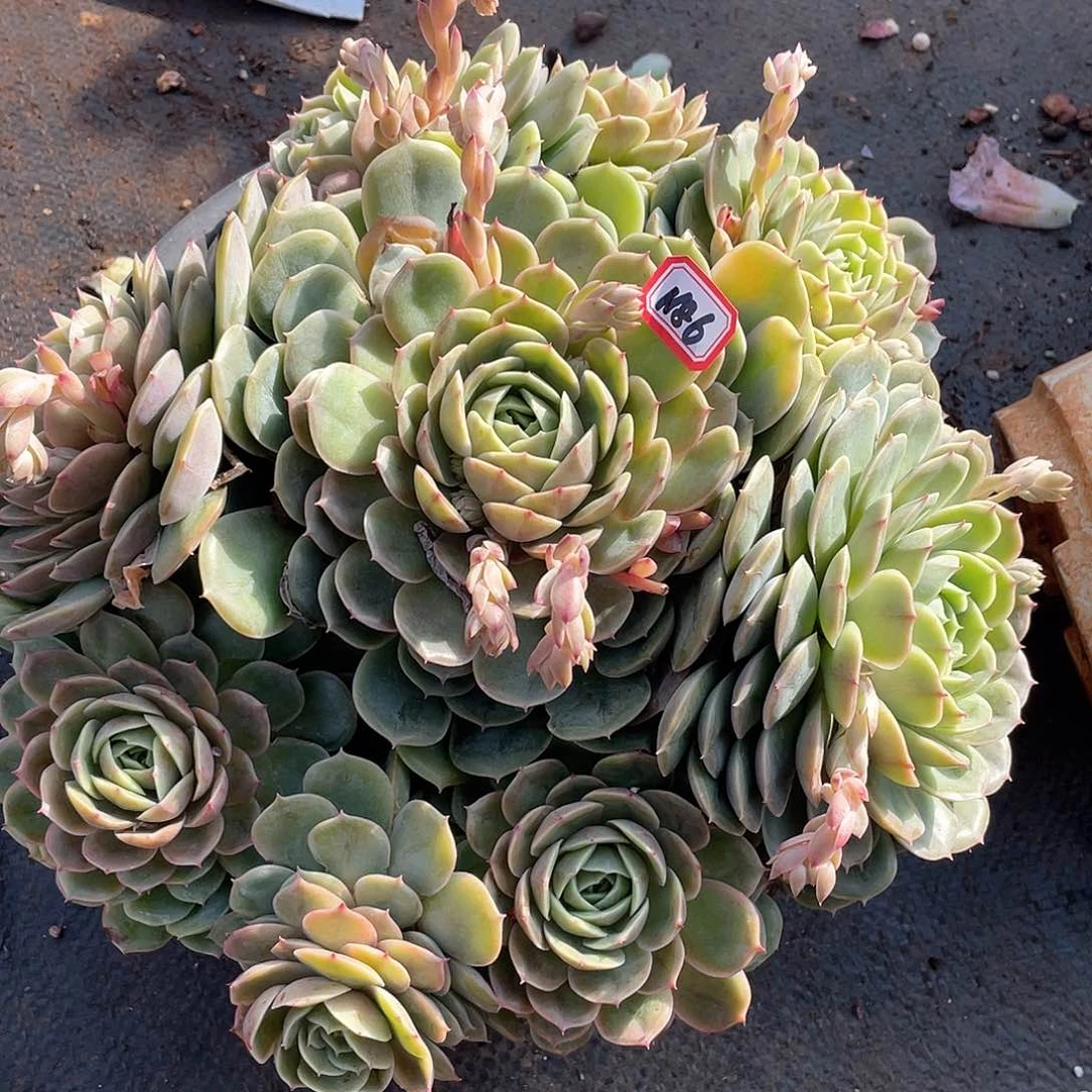 1186安斯诺 一物一拍多肉