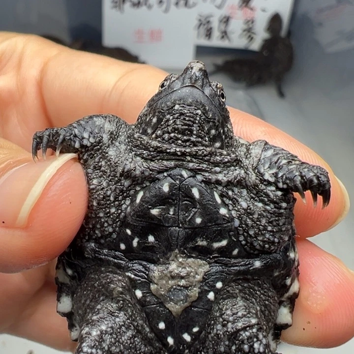 怕***雨母小鳄龟不退不换