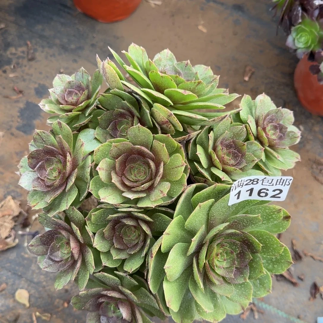 万拉丝多肉1162满28包邮断枝不包