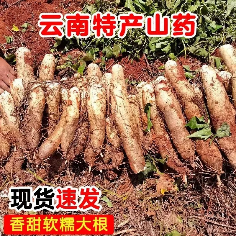 云南山药新鲜灵芝山药甜糯现挖非铁杆山药纯天然秤砣山药山药大果
