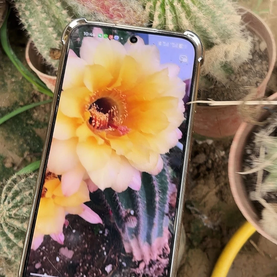 彩黄秀有根四五公分