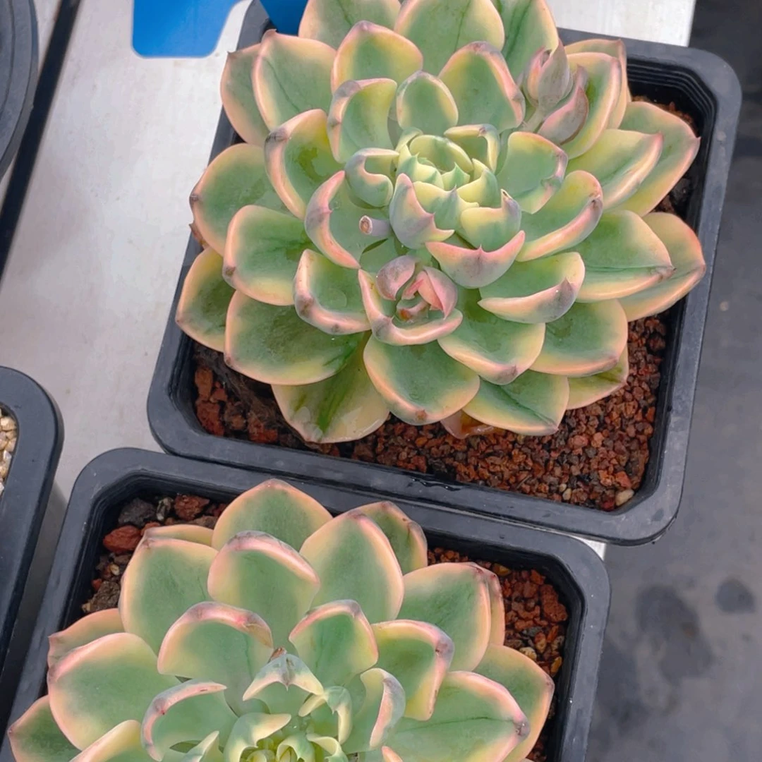 0618-26-泪无痕锦大单头一颗