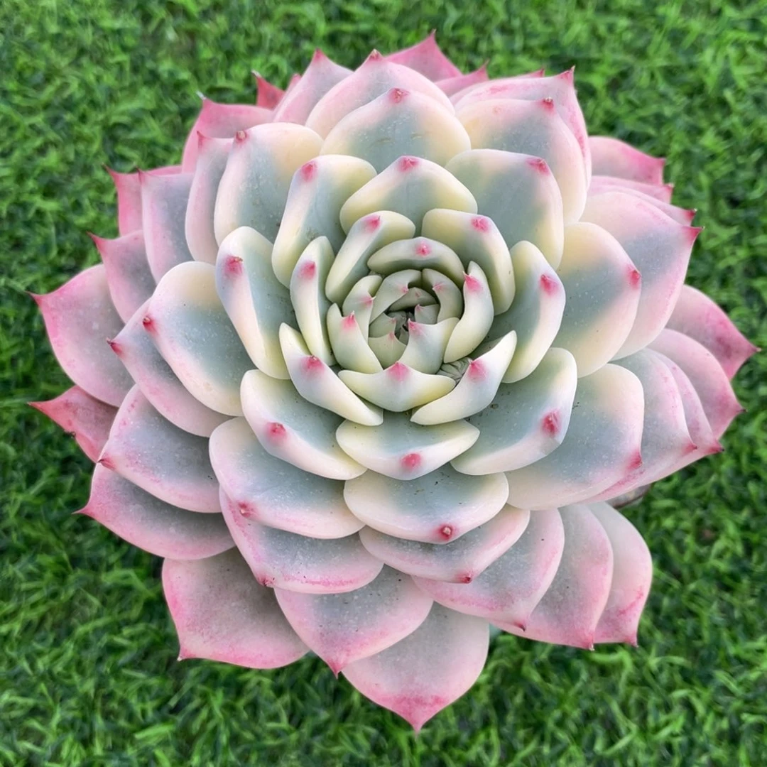 旋叠叶 吉娃娃锦 单头