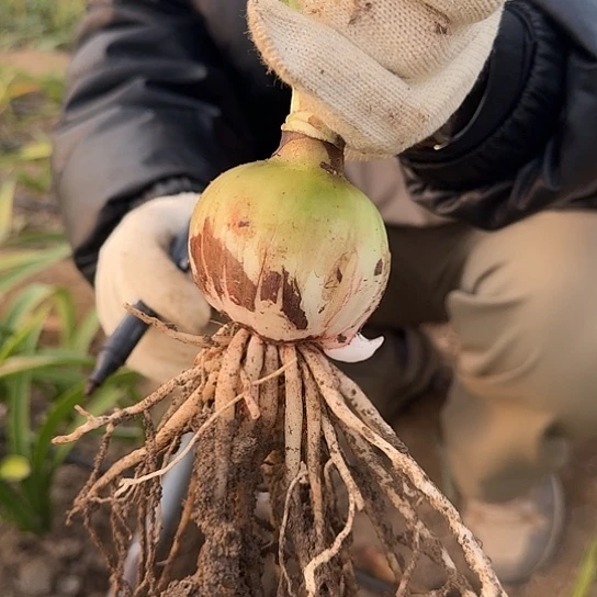 异域孔雀2号6～6.5带一个侧 开花包对版