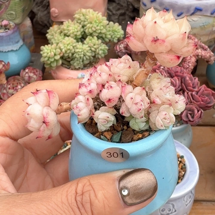 关****?301多肉含盆土 30元包邮 除偏远