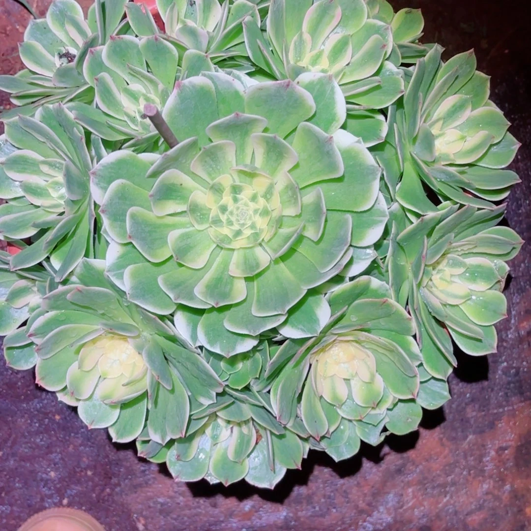 罗***什云南多肉植物伊丽莎白
