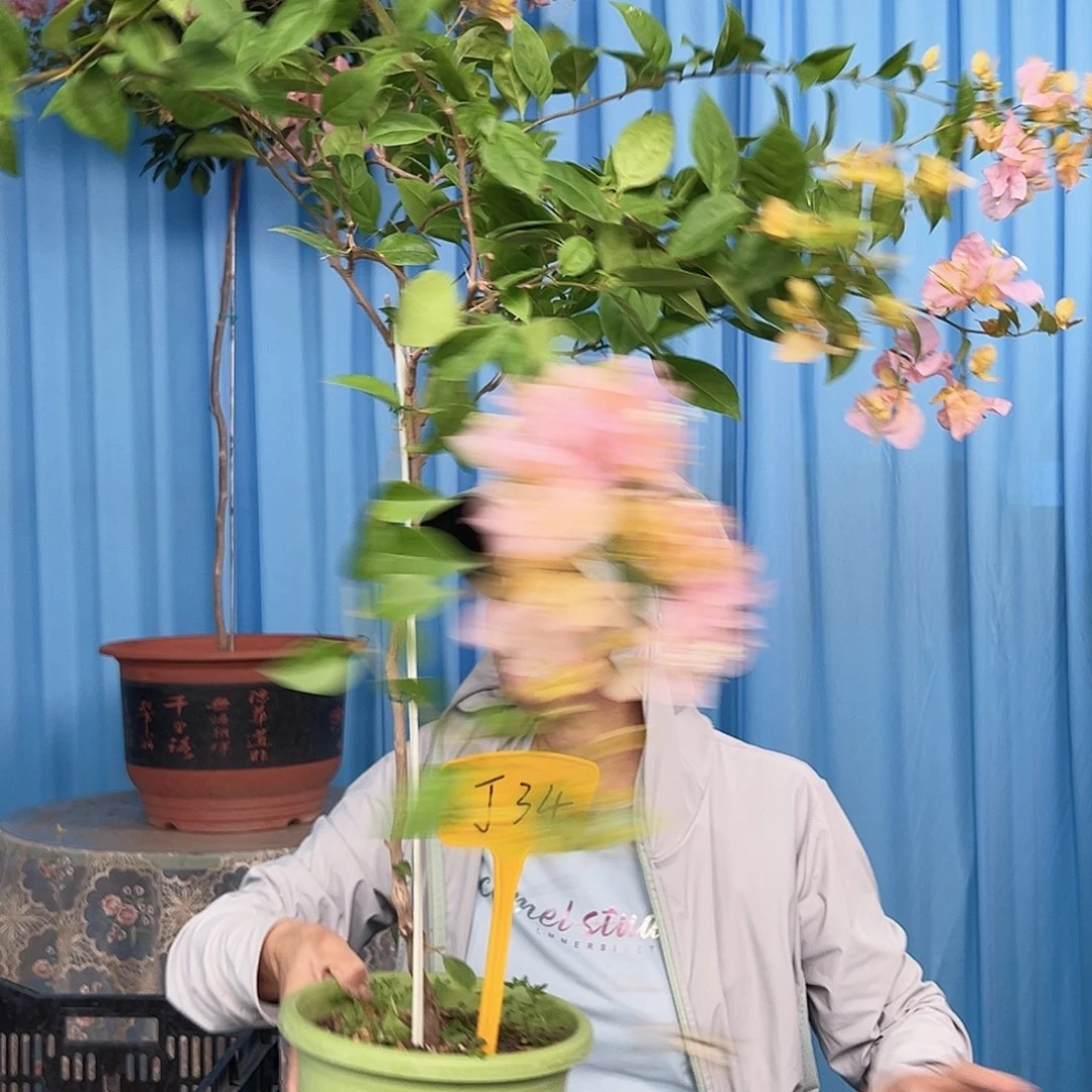 梅***放大部分开放少量花苞J34金发