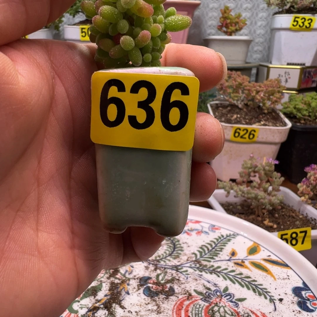 枝干番杏多肉植物636
