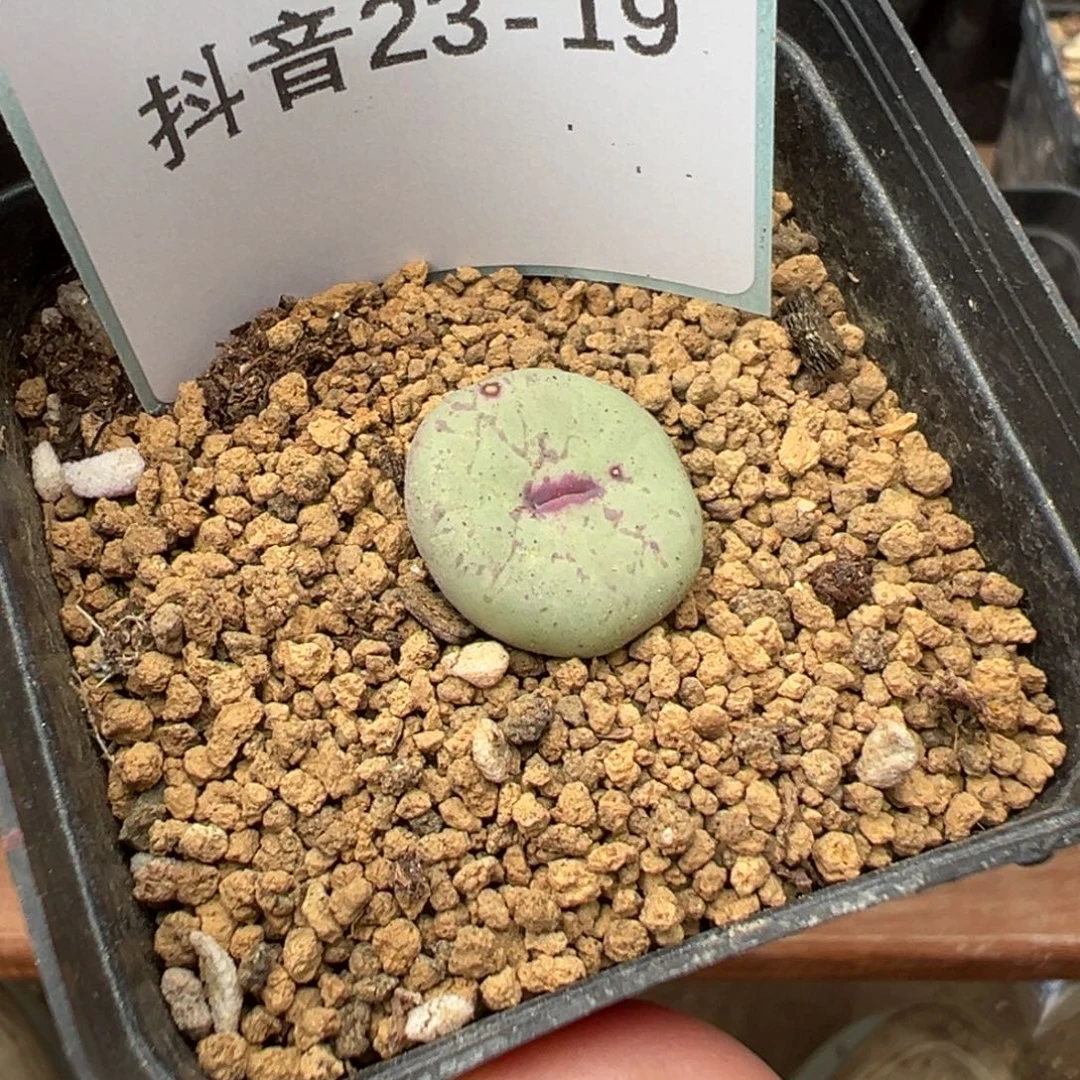 23-19肉锥多肉植物