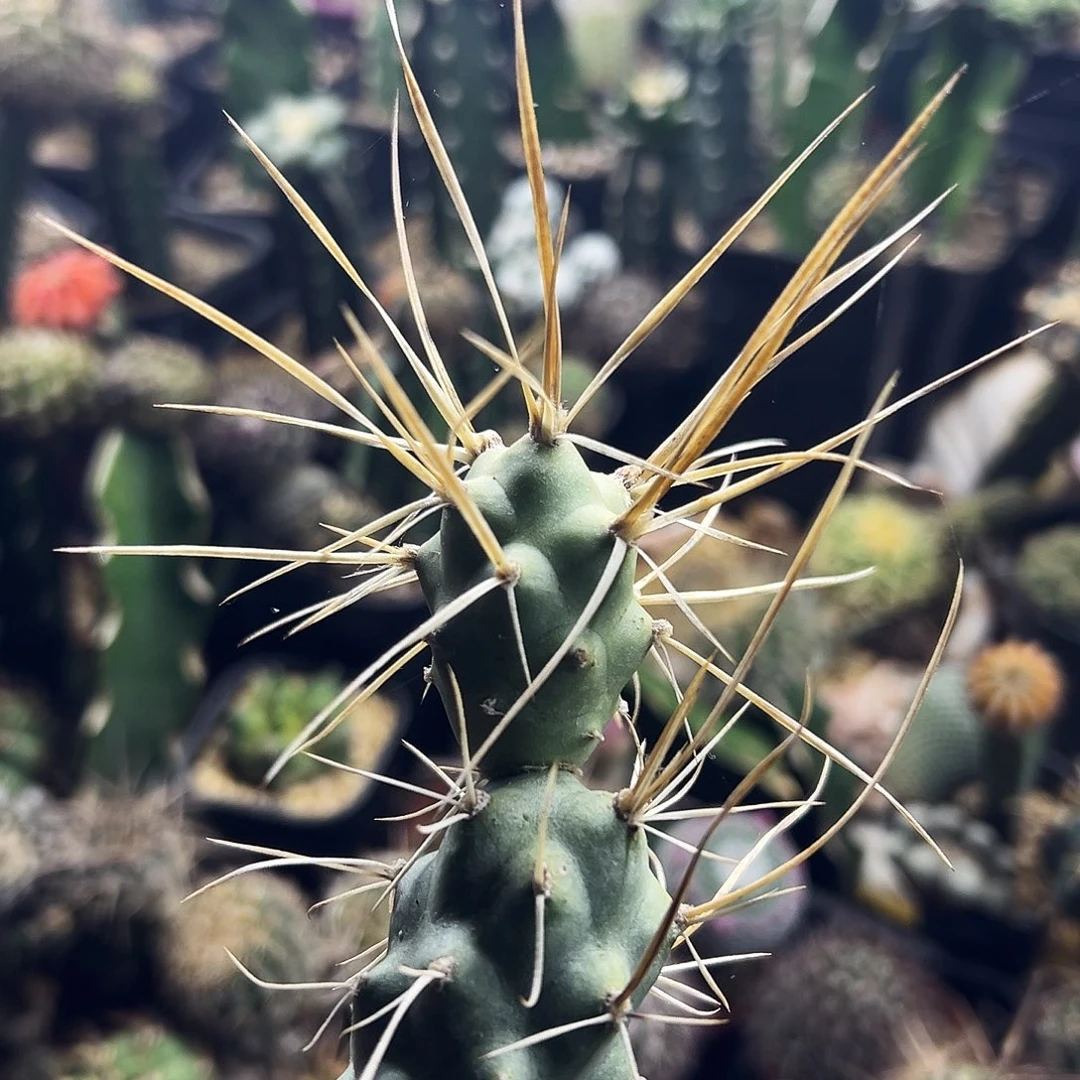 团扇仙人球111111