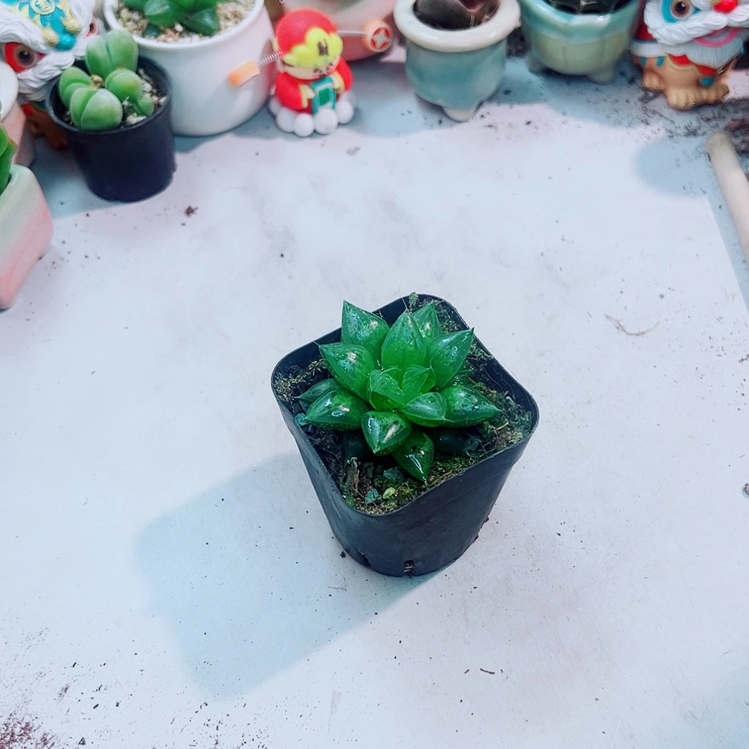 玉露兽多肉植物多肉
