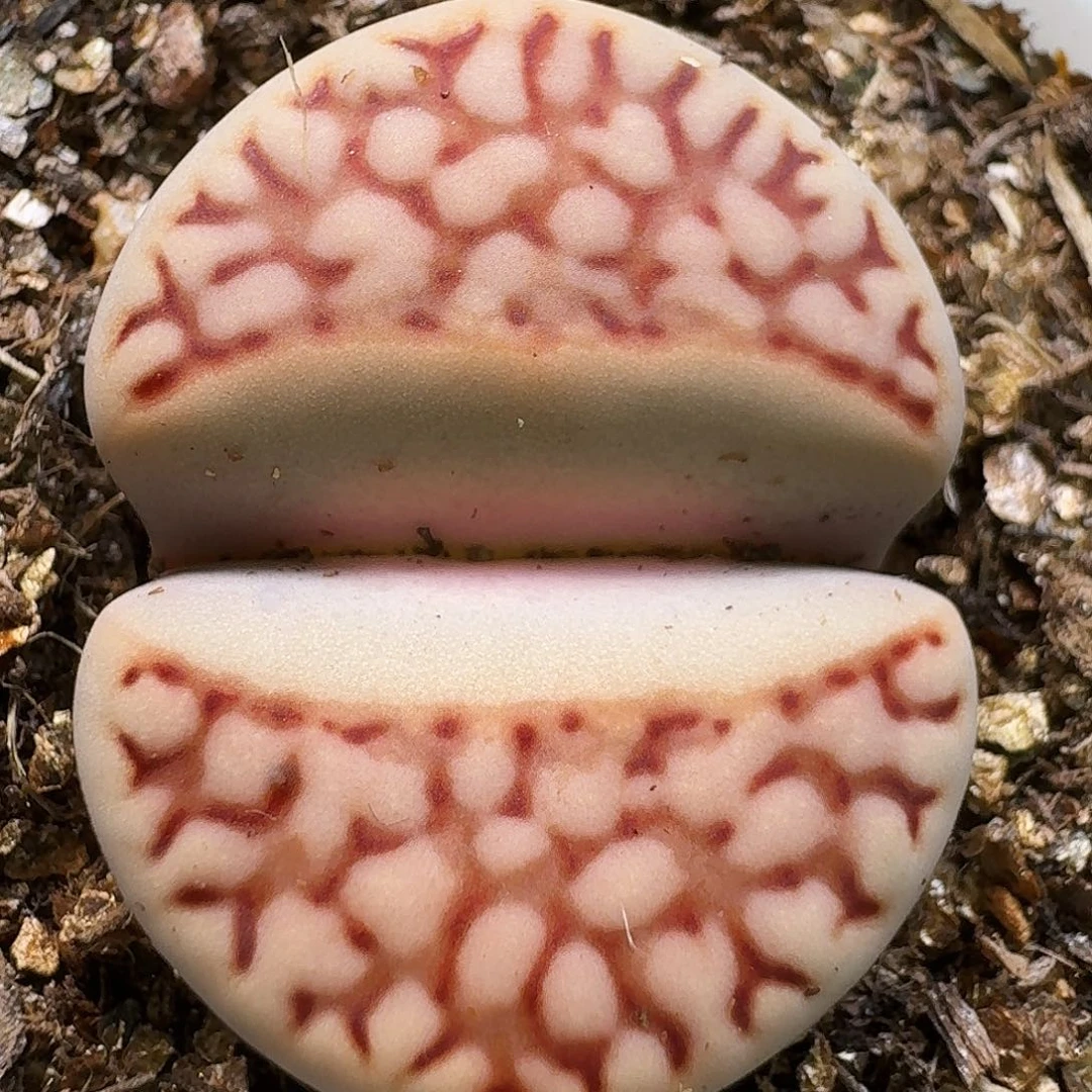 生石花1111111。   313