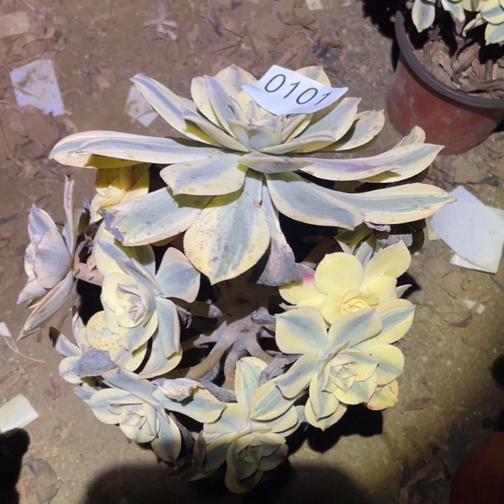 多肉植物法师101灿烂