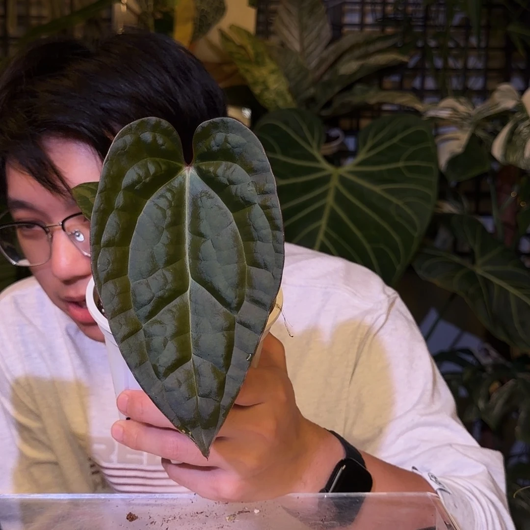 完全开放I135 奢华杂gd