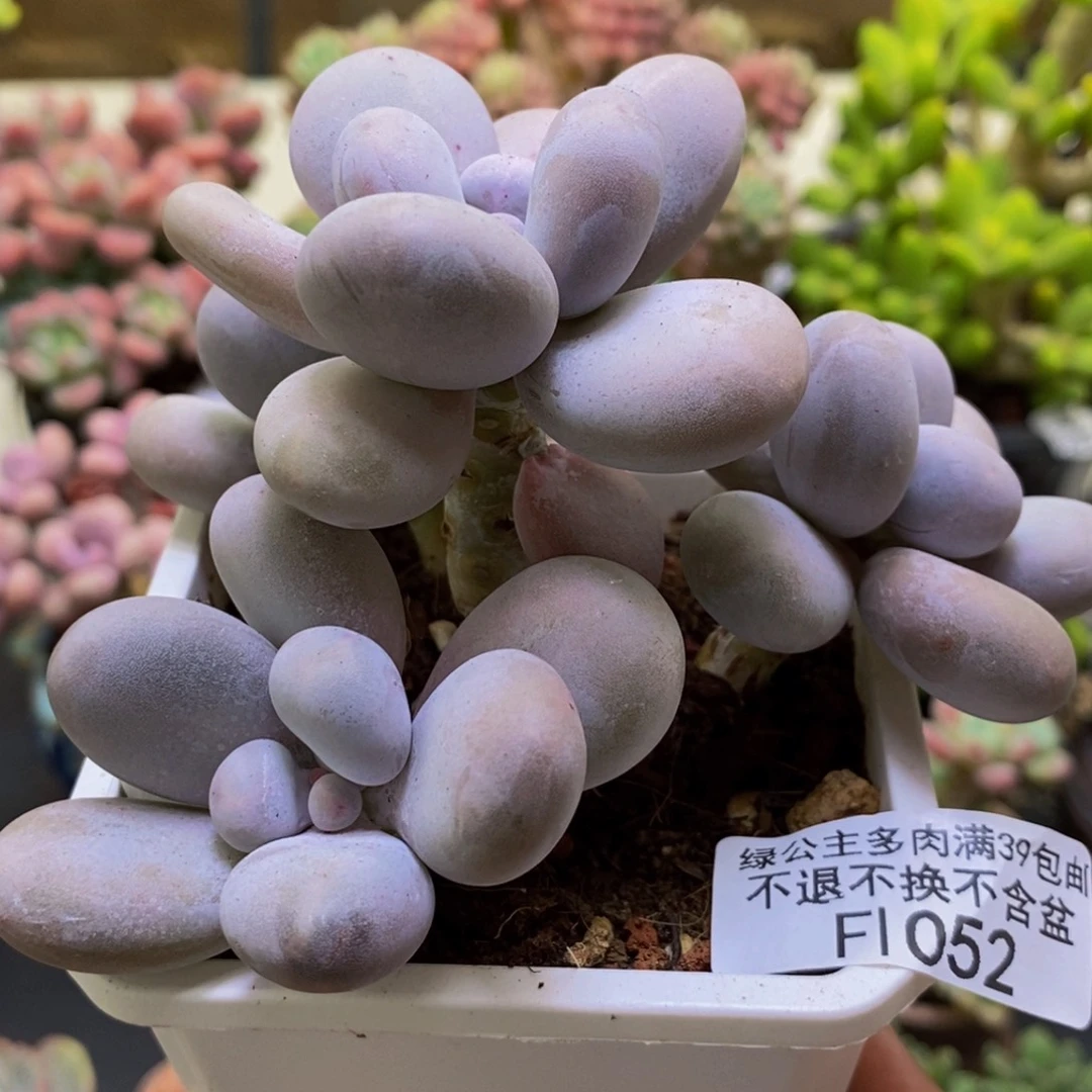052原始奶10cm多肉