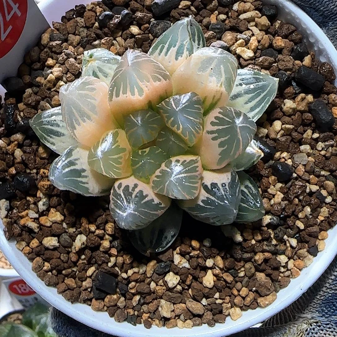 124号糊斑龙爪玉露锦 5.8 厘米左右一物一拍带盆发货