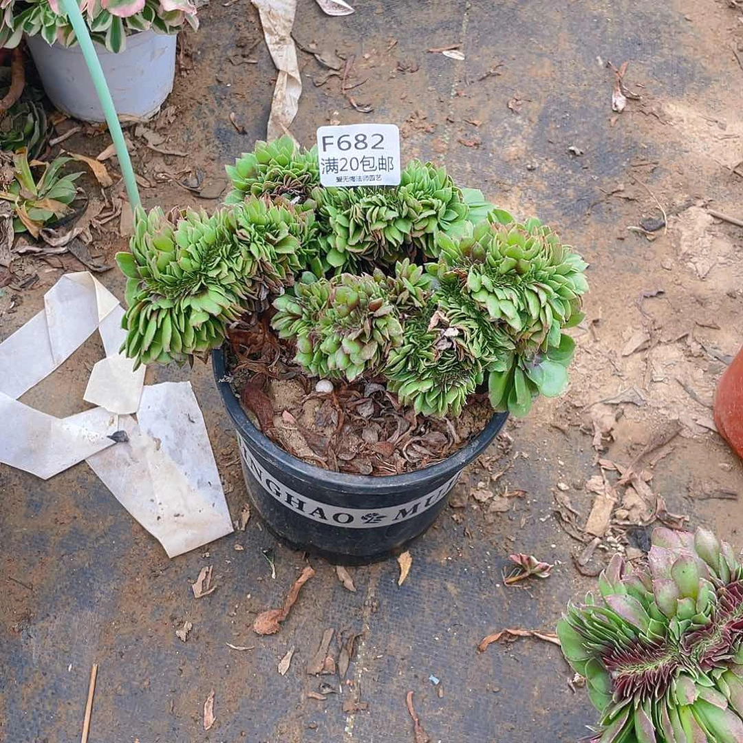 用****7682万圣节缀化多肉小损不包