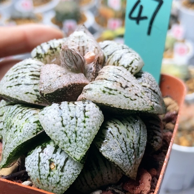 【闪购商品】大久保47