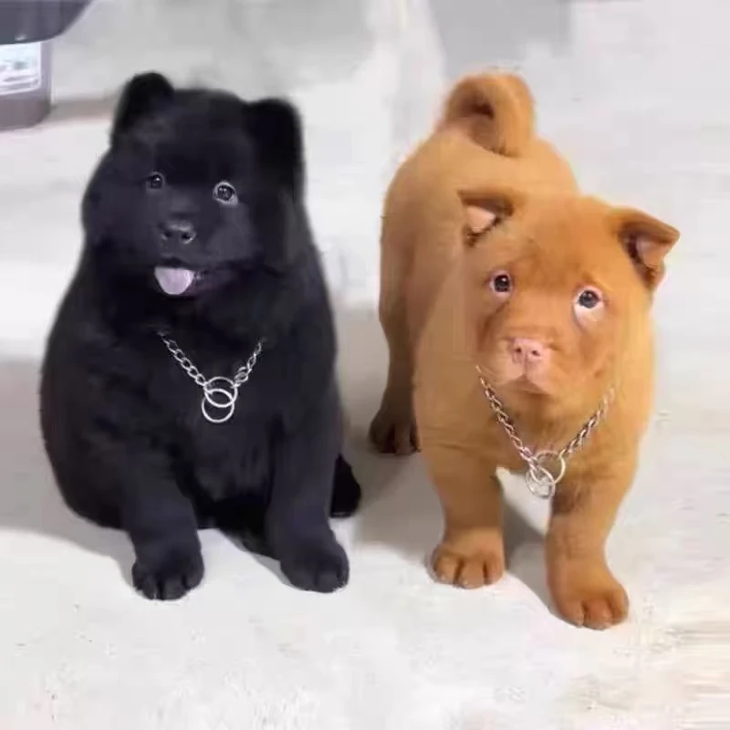 《峰哥中华田园犬》T宠物狗狗活体