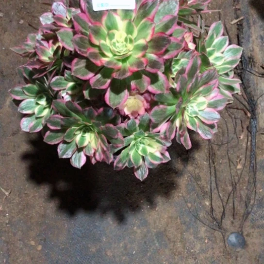 沐***风无花朵玉芙蓉法师160号