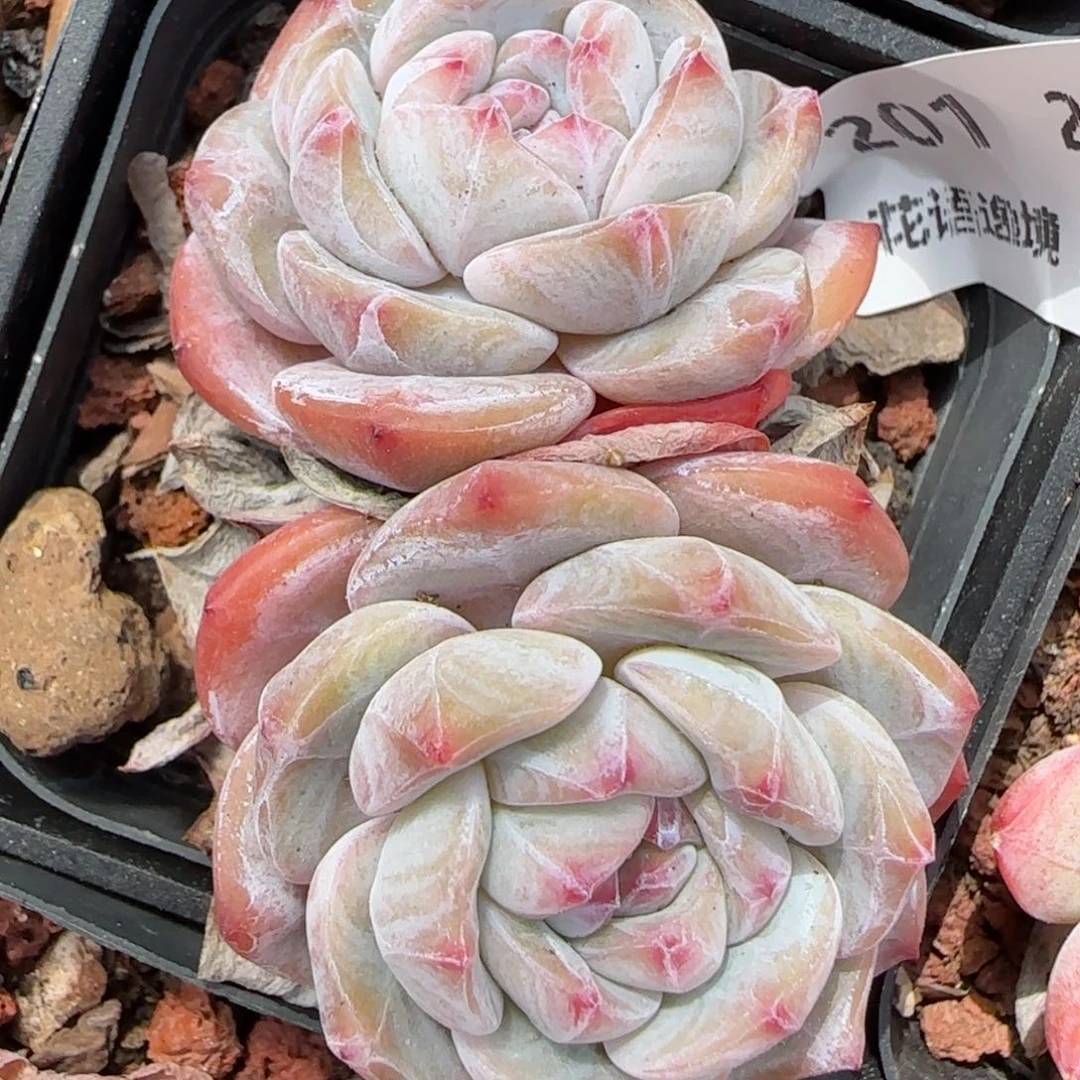 花语逸境0211-201