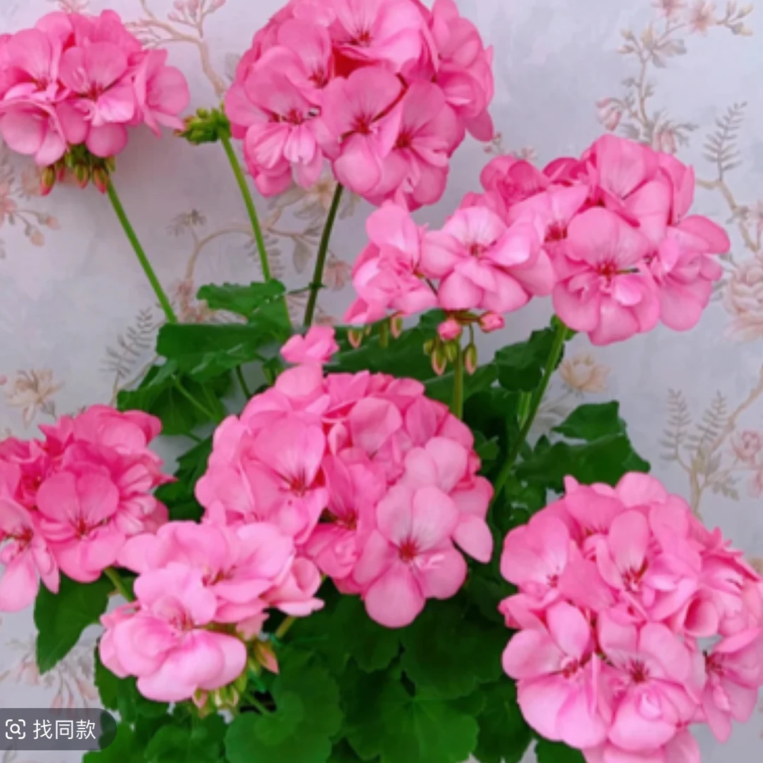 《艾米莉亚》不带花苞大花球天竺葵