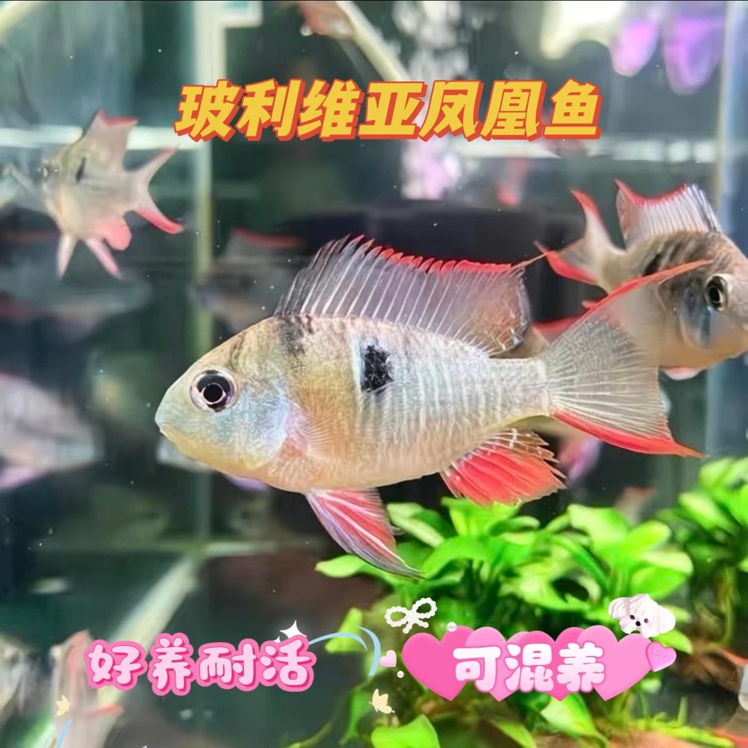 玻利维亚凤凰鱼小型热带鱼南美短鲷好养易活淡水活体适合草缸造景