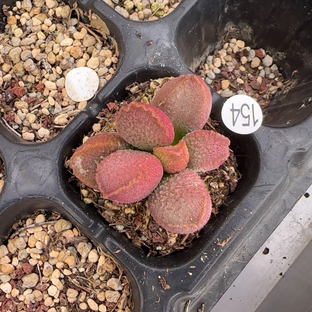 漫*璀璨多肉植物水泡