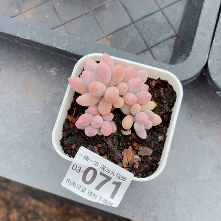 汤圆多肉植物多肉植物多肉