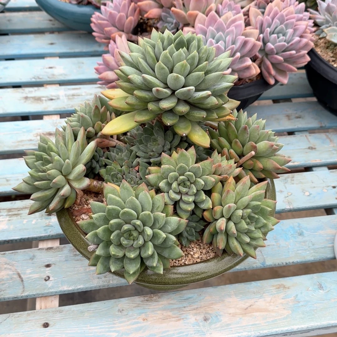 多肉植物多肉植物