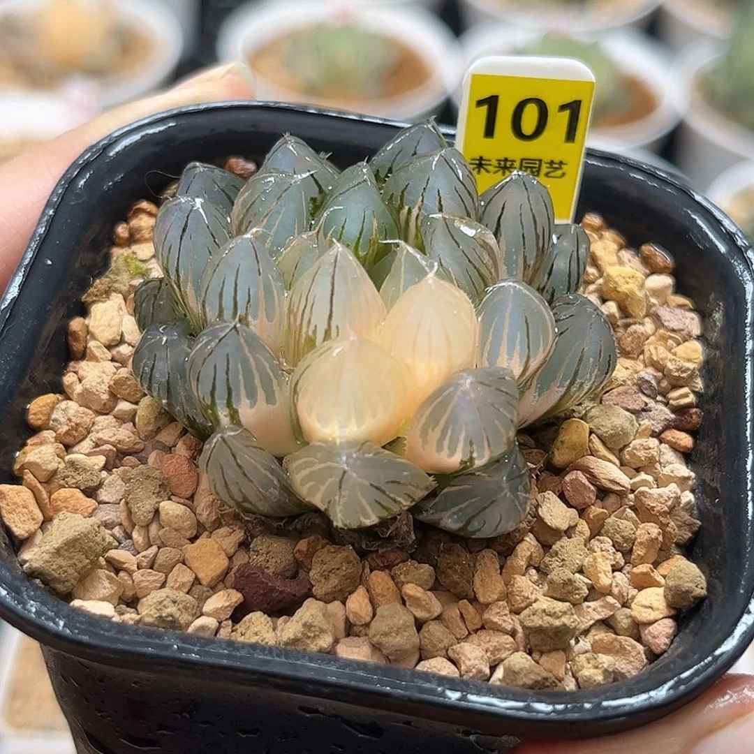 101霓虹灯玉露锦福利福利