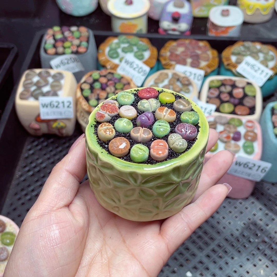 w6218 -零下地区保温箱-15支持寄养