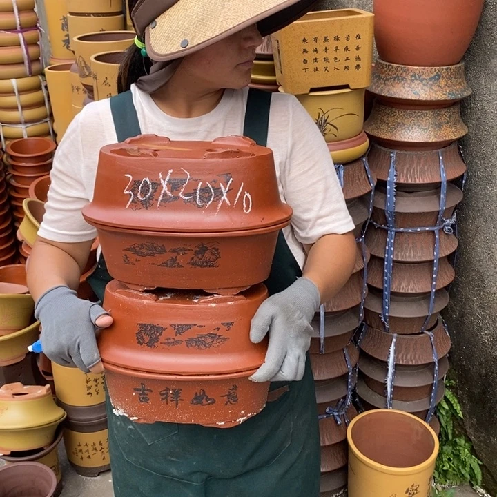 紫砂花盆盆栽花卉苗木种植