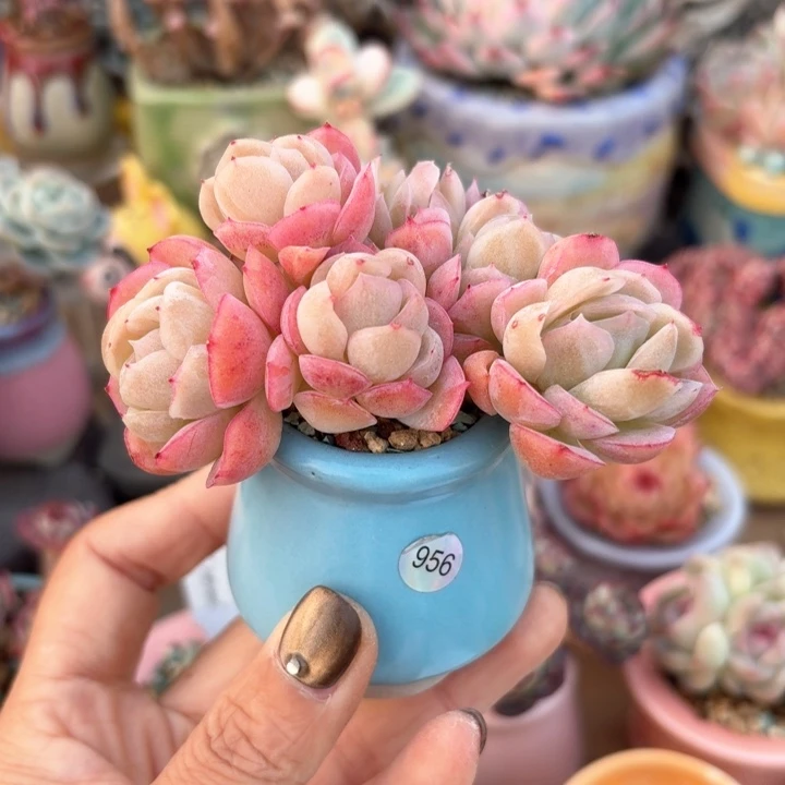 住****妞956 多肉含盆土 30远包邮 除偏远