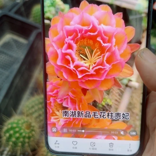 下20毛贵妃歪无根侧芽5公分左右20包邮