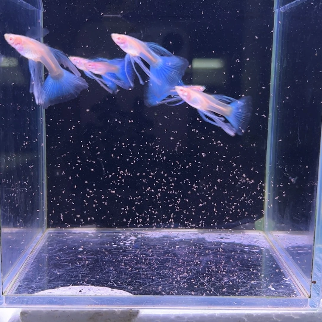 孔雀鱼蓝白长公6条