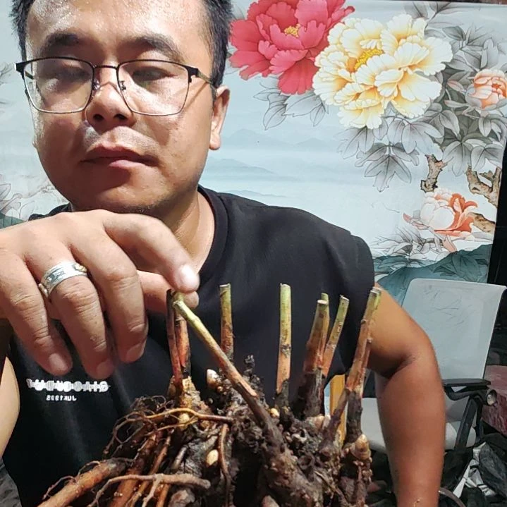 无花朵观赏芍药花苗小鹿