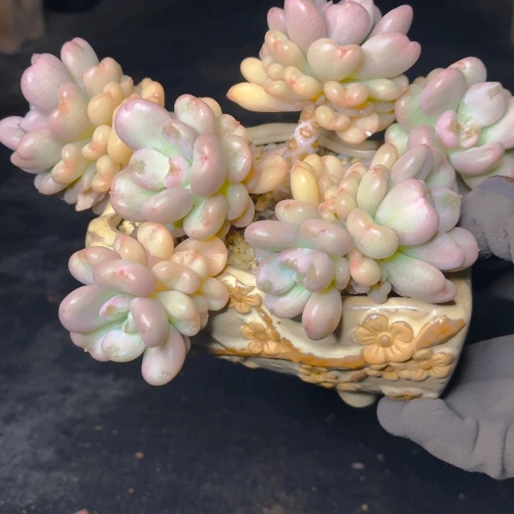 比尔盖茨老桩多头群生