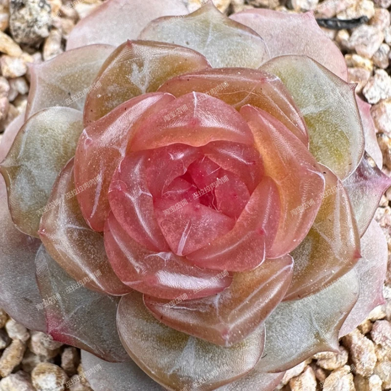 巫拉拉肉肉铺2025-5-28 直播链接11号（201-220）