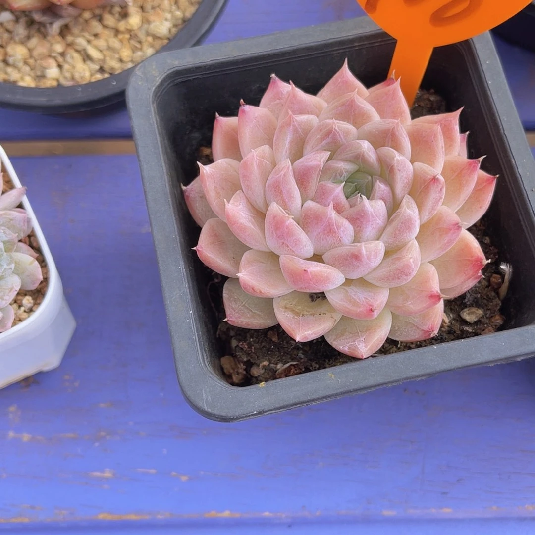 三*908号多肉植物一物一拍