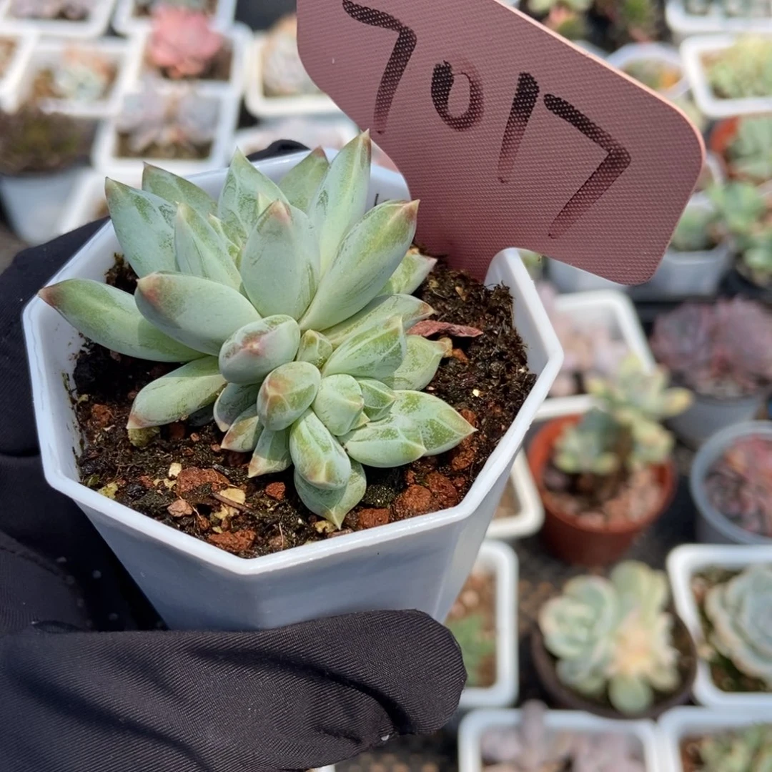 7017伊丽莎白duopoly多肉