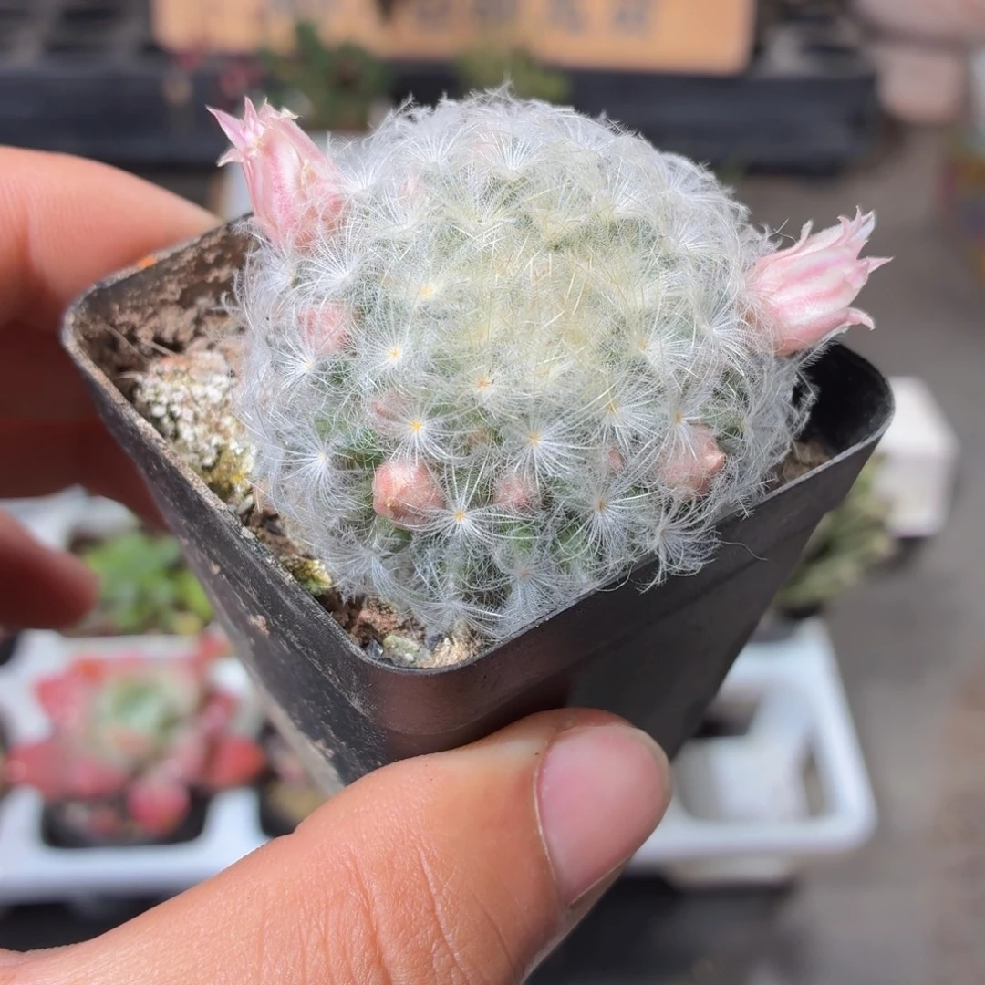 带花苞白星多肉9.9包邮发货
