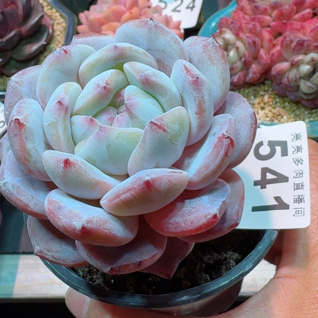 橙子      愿你一路坦途，乘风破浪展宏图