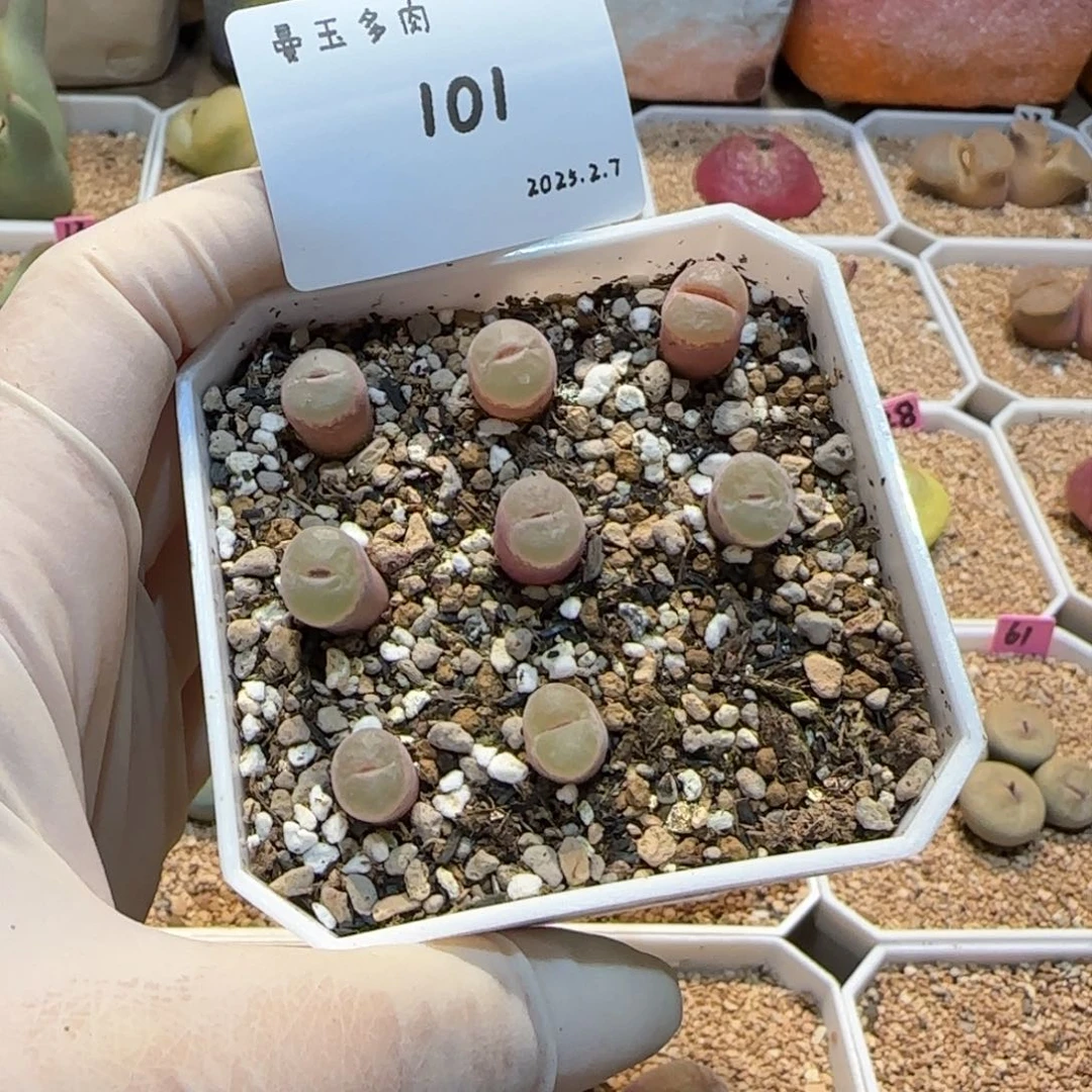 丁*多肉多肉多肉2.7-101