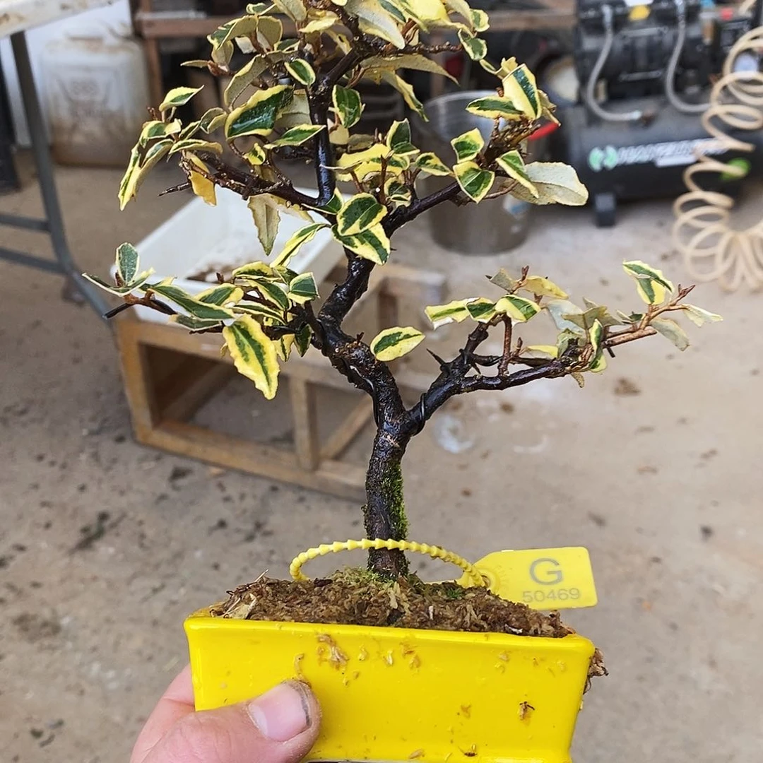 盆景华****睫胡兔子 顺丰