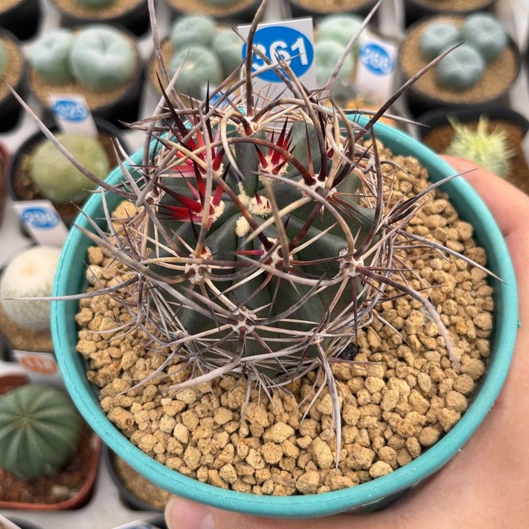 361实生林氏幻虾带盆带土