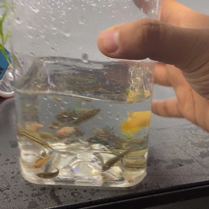斗鱼包活不包损所见即所得478